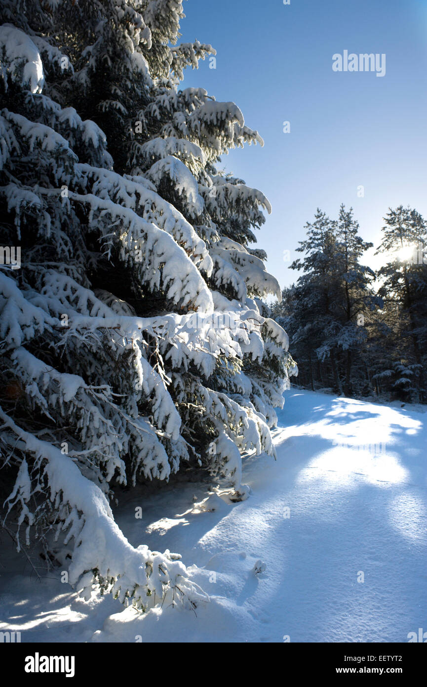 Pine trees covered in overnight snow glisten in the sunlight across a forest track Stock Photo
