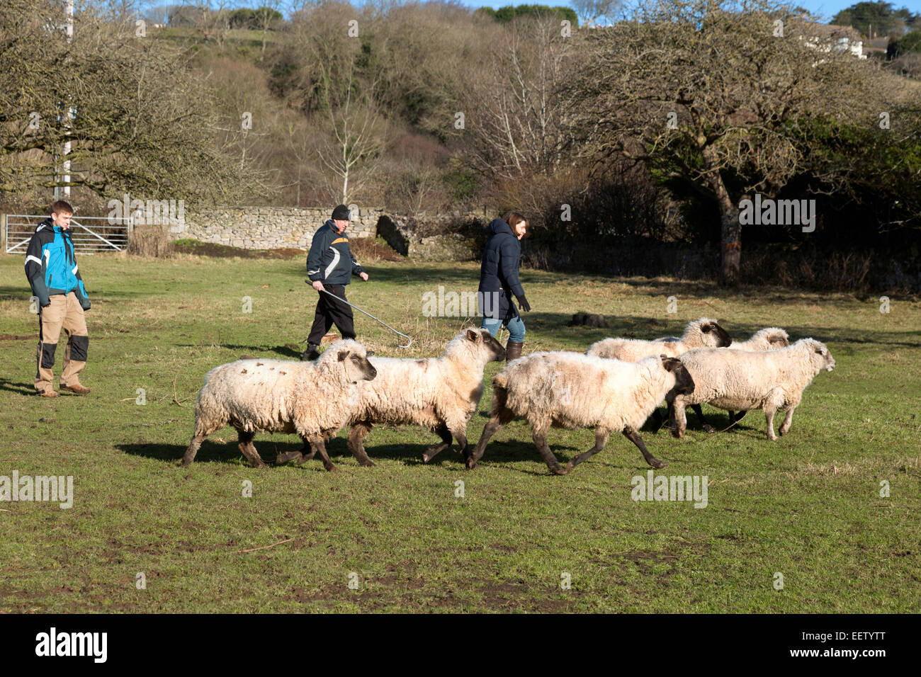 People including a shepherd with his crook herding sheep on a smallholding or farm, Bleadon village, Somerset England UK Stock Photo