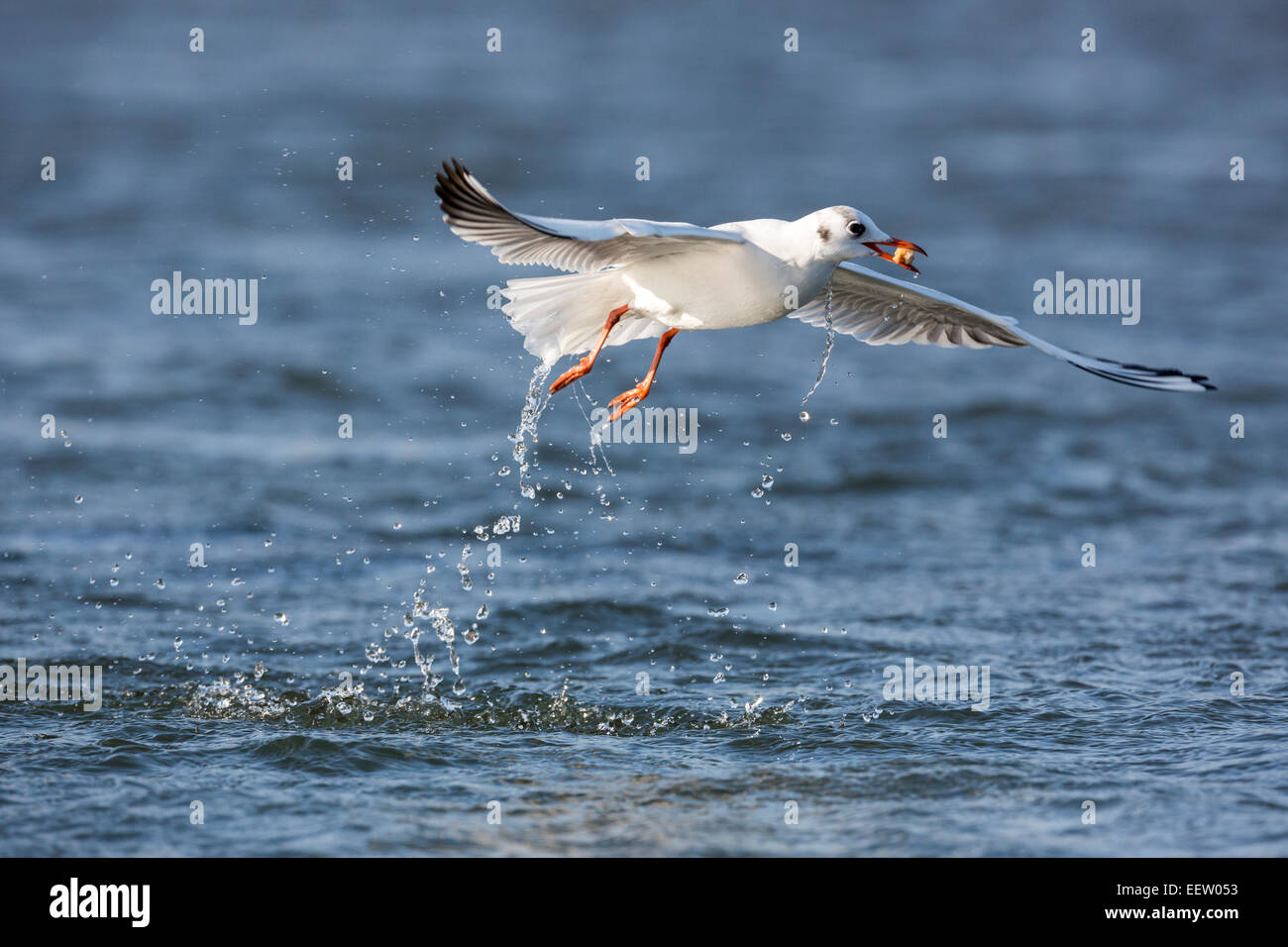 Black-headed Gull Chroicocephalus ridibundus flying after catching item from surface of water with splash Stock Photo