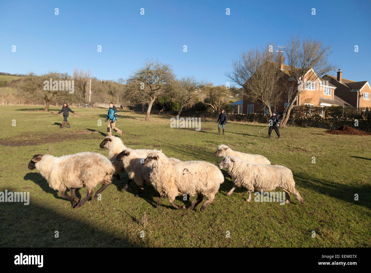 People herding sheep on a smallholding or small farm, Bleadon village, Somerset, England UK Stock Photo