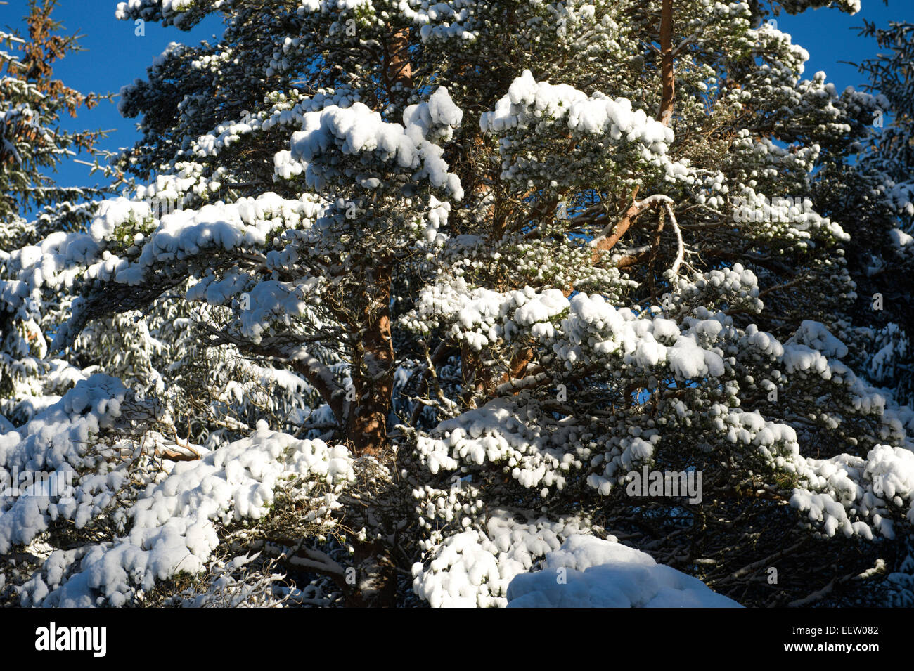 Snow glistens in the sunlight as trees are transformed overnight Stock Photo