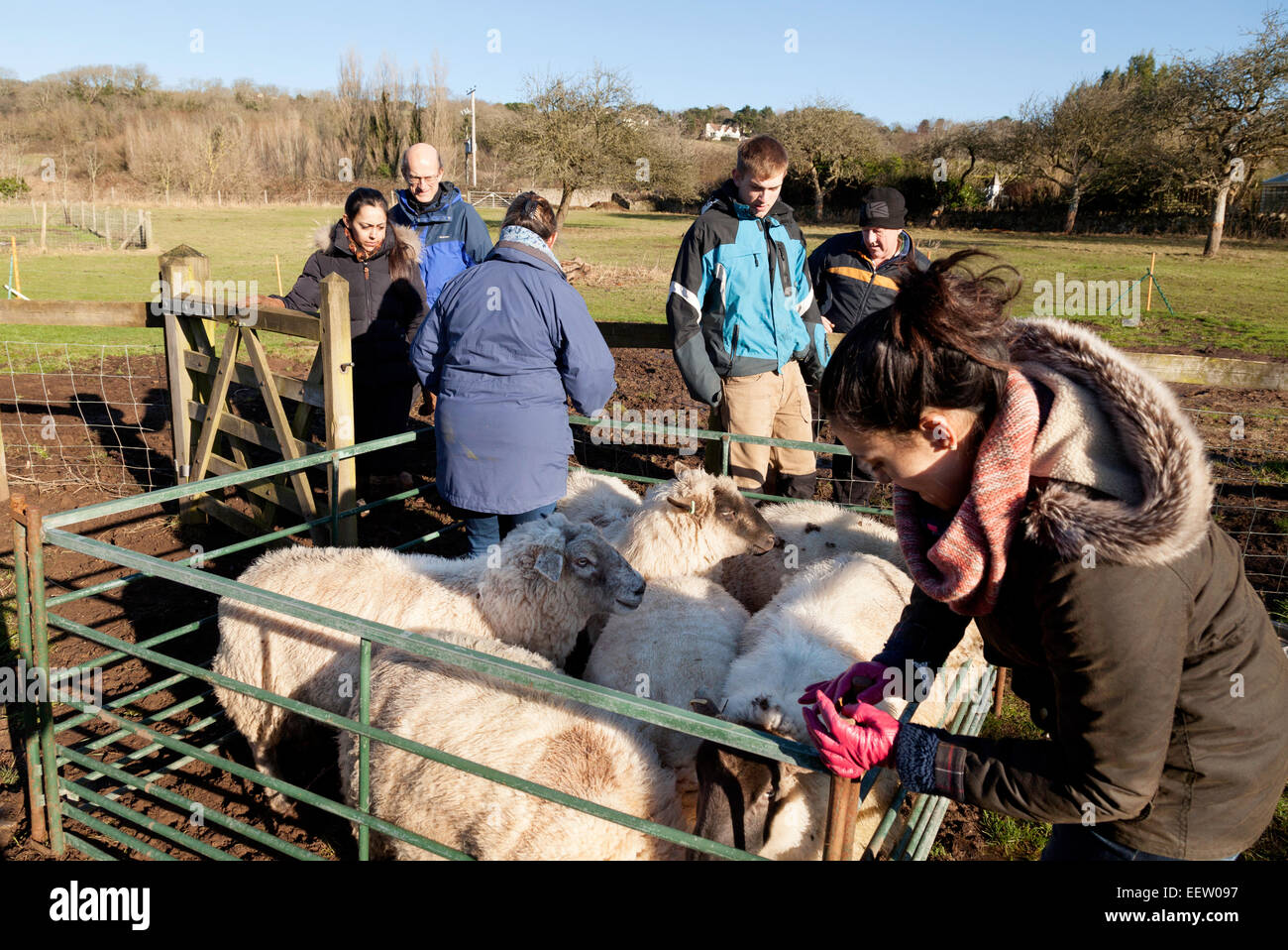 People herding sheep into a pen on a small farm or smallholding, Bleadon village, Somerset, England UK Stock Photo