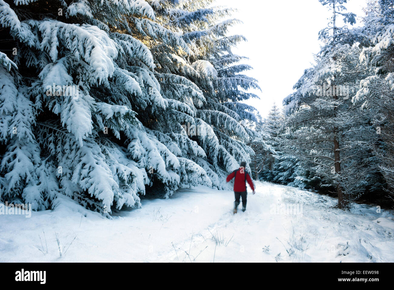A lone walker treks along a snow filled path through a pine plantation after an overnight snow shower Stock Photo