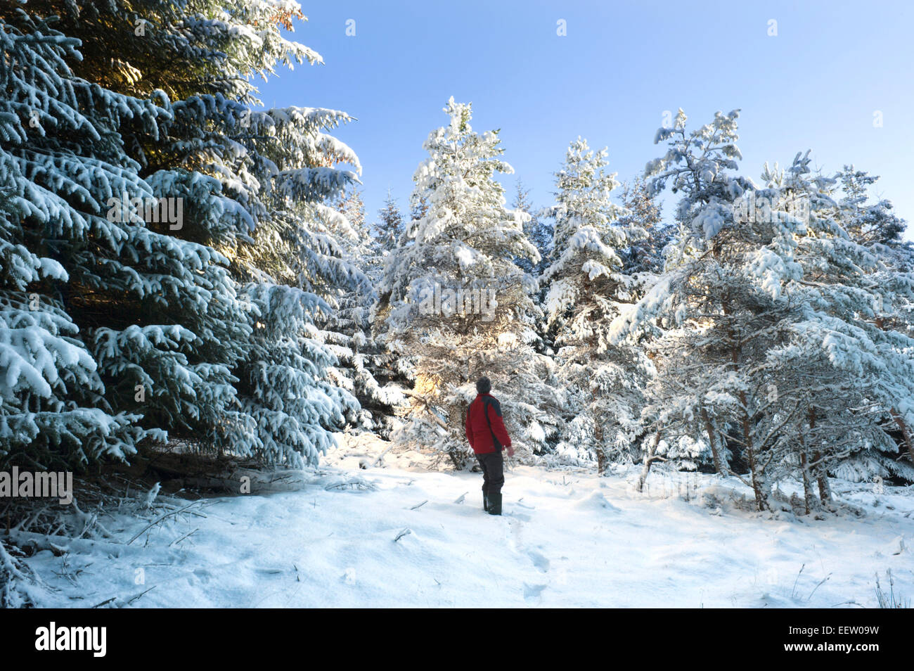 In the midst of a winter wonderland this lone walker takes time to stand back and marvel at mother nature and snow covered trees Stock Photo