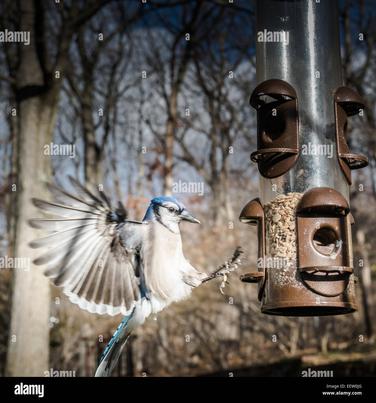 Birding Blind Stock Photos &amp; Birding Blind Stock Images 