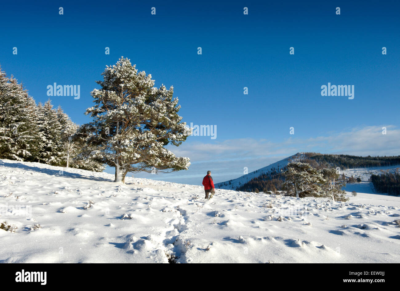 A lone walker in a remote scottish glen enjoys the magical scenery created by an overnight snow shower Stock Photo