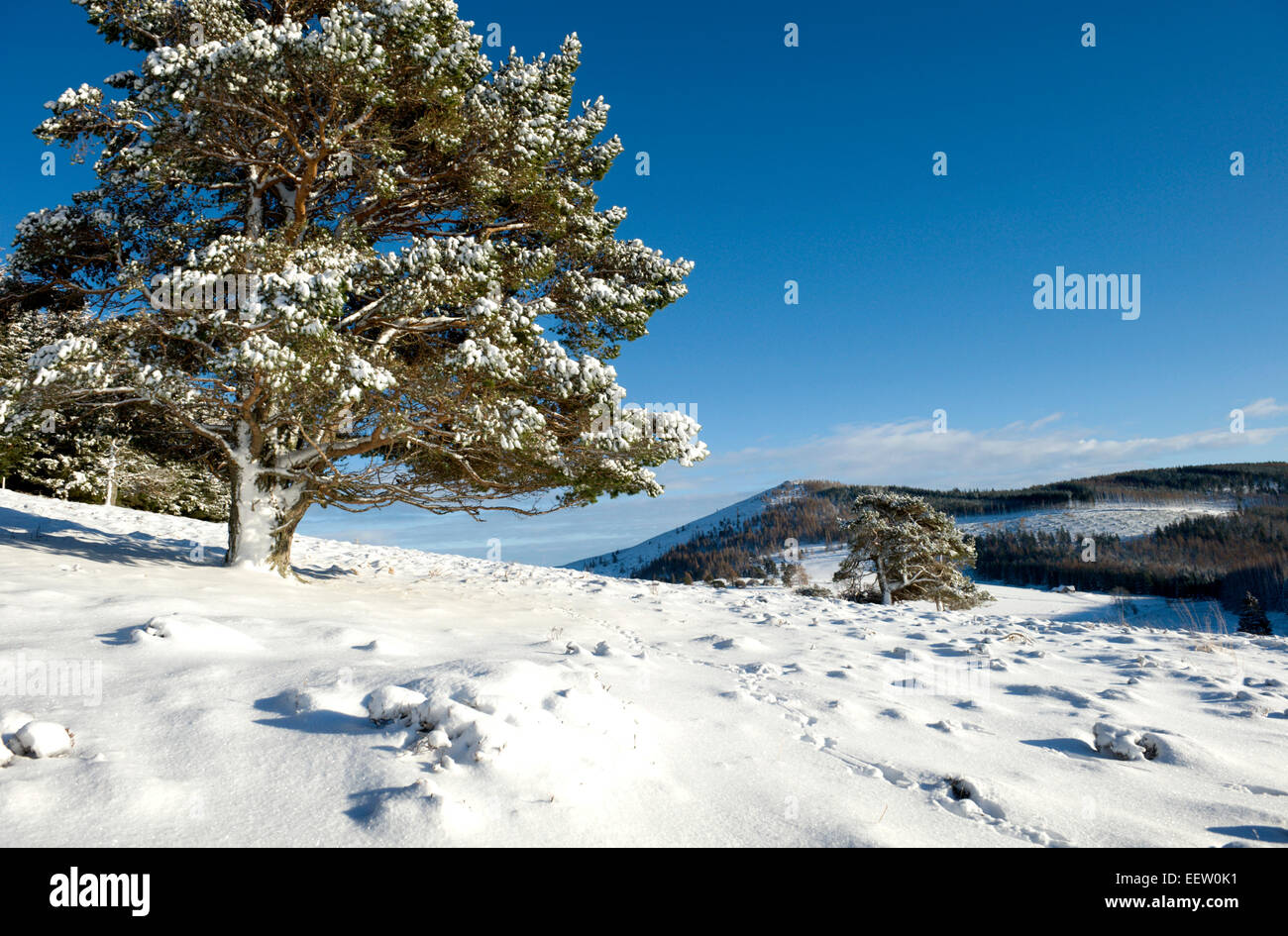 Snow covered scots pine and scenery in a remote scottish glen Stock Photo