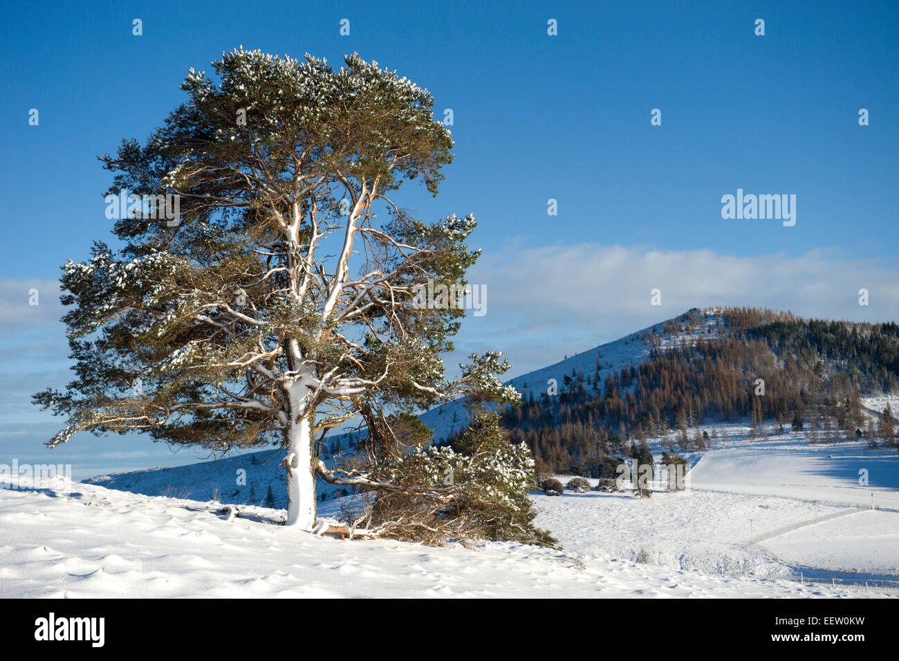 A majestic snow covered scots pine in a remote scottish glen with the hill of Ben Newe in the background Stock Photo
