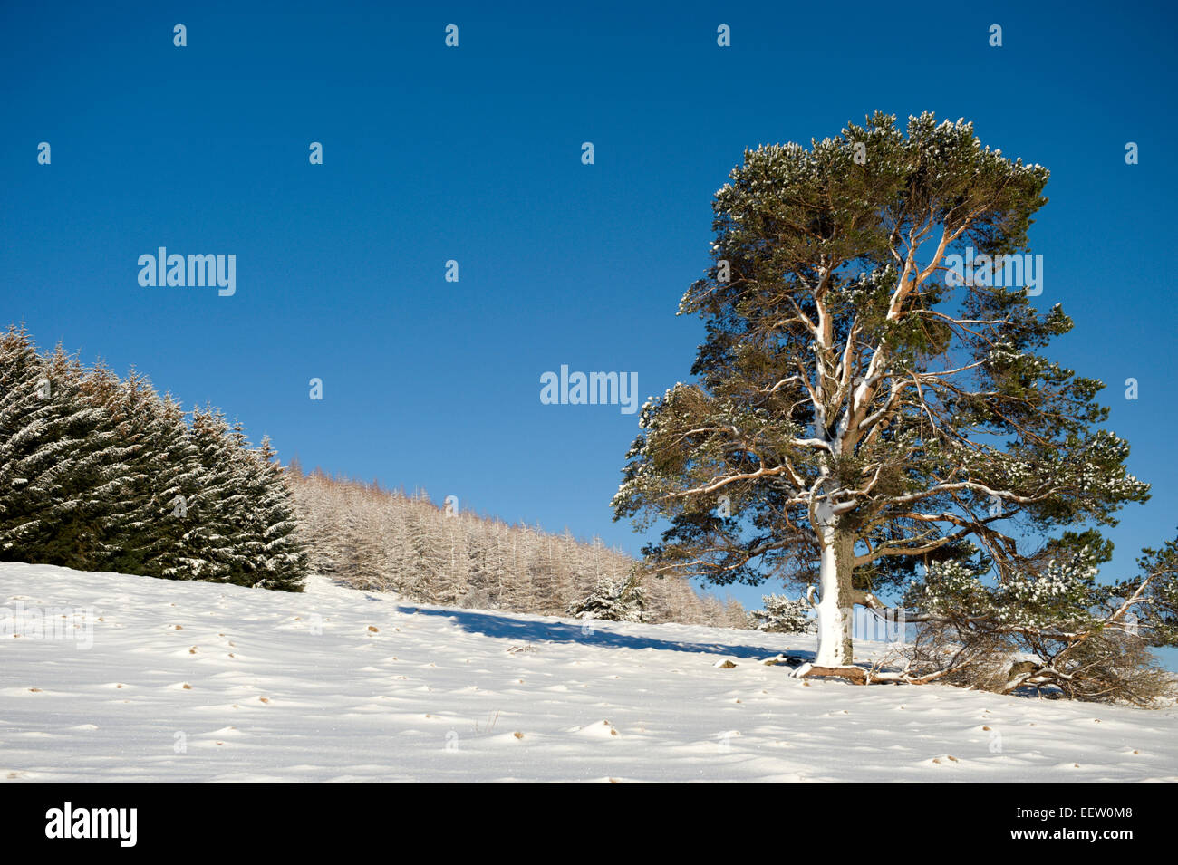 A majestic scots pine stands away from a pine plantation in a remote scottish glen in winter Stock Photo