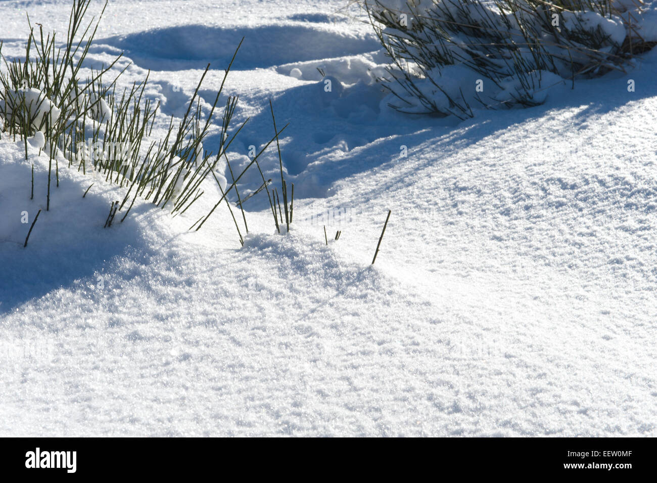 late afternoon sunshine picks out the crystal details of snow around tussocks of reed grass in a remote scottish glen Stock Photo