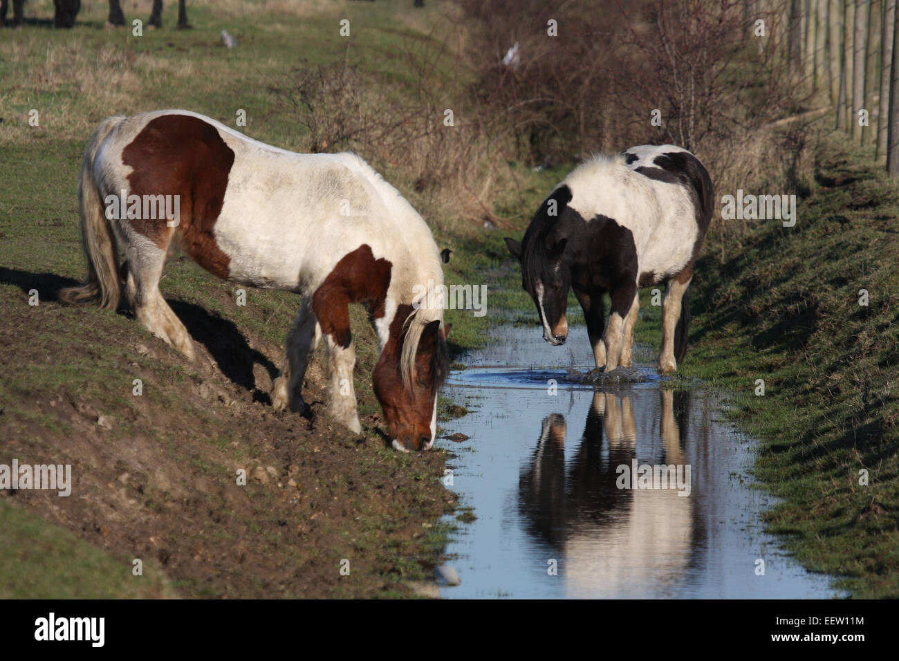 HORSES DRINKING WATER Stock Photo Alamy