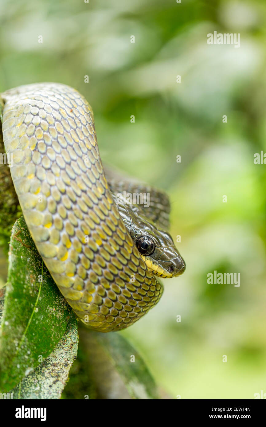 Bird-eating Snake Pseustes poecilonotus coiled up in bush near Boca Tapada, Costa Rica, February, 2014. Stock Photo
