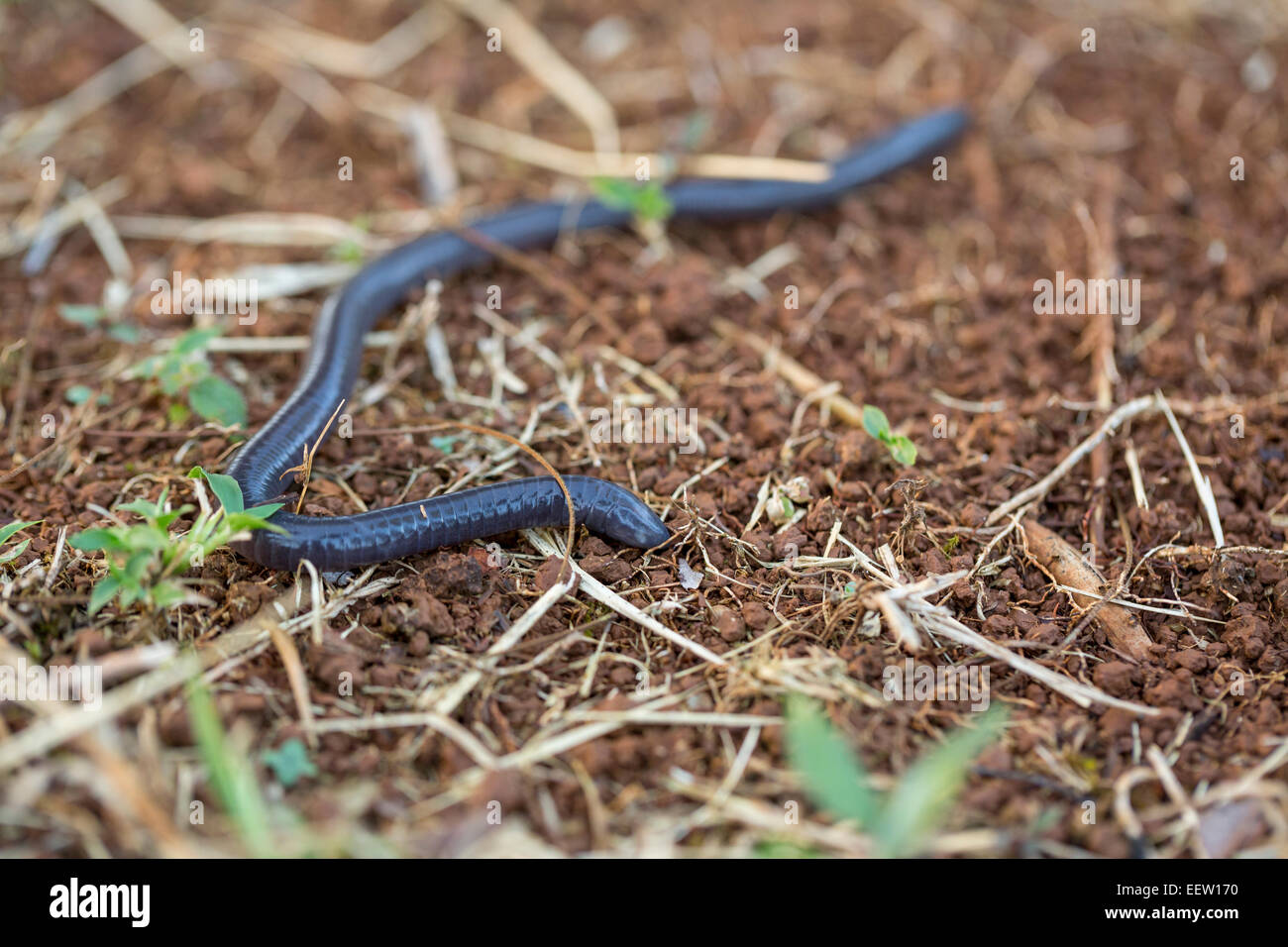 Blind snake species Ramphotyphlops sp on ground near Boca Tapada, Costa Rica, February, 2014. Stock Photo