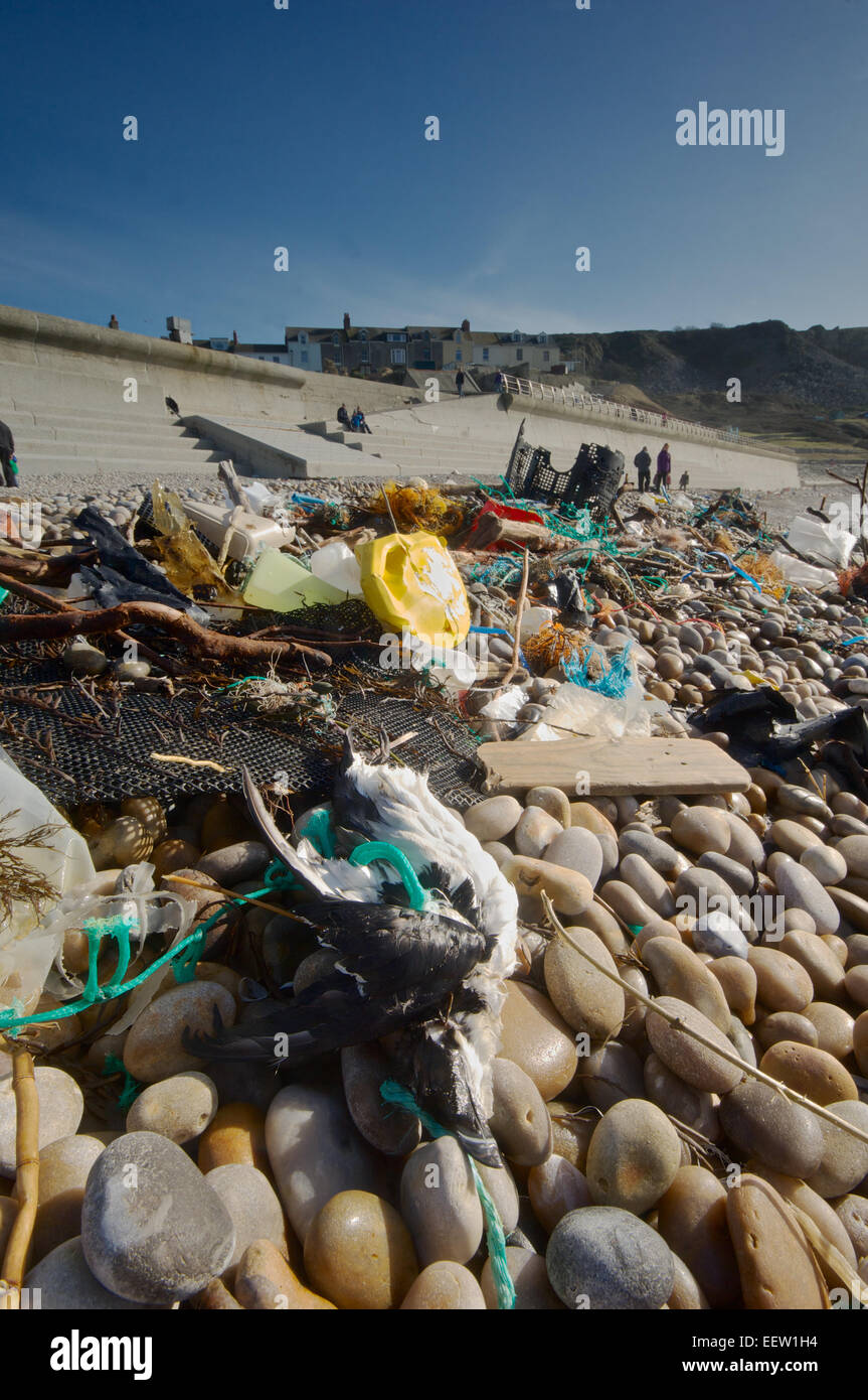 Rubbish on a beach after a storm including a dead seabird. Stock Photo