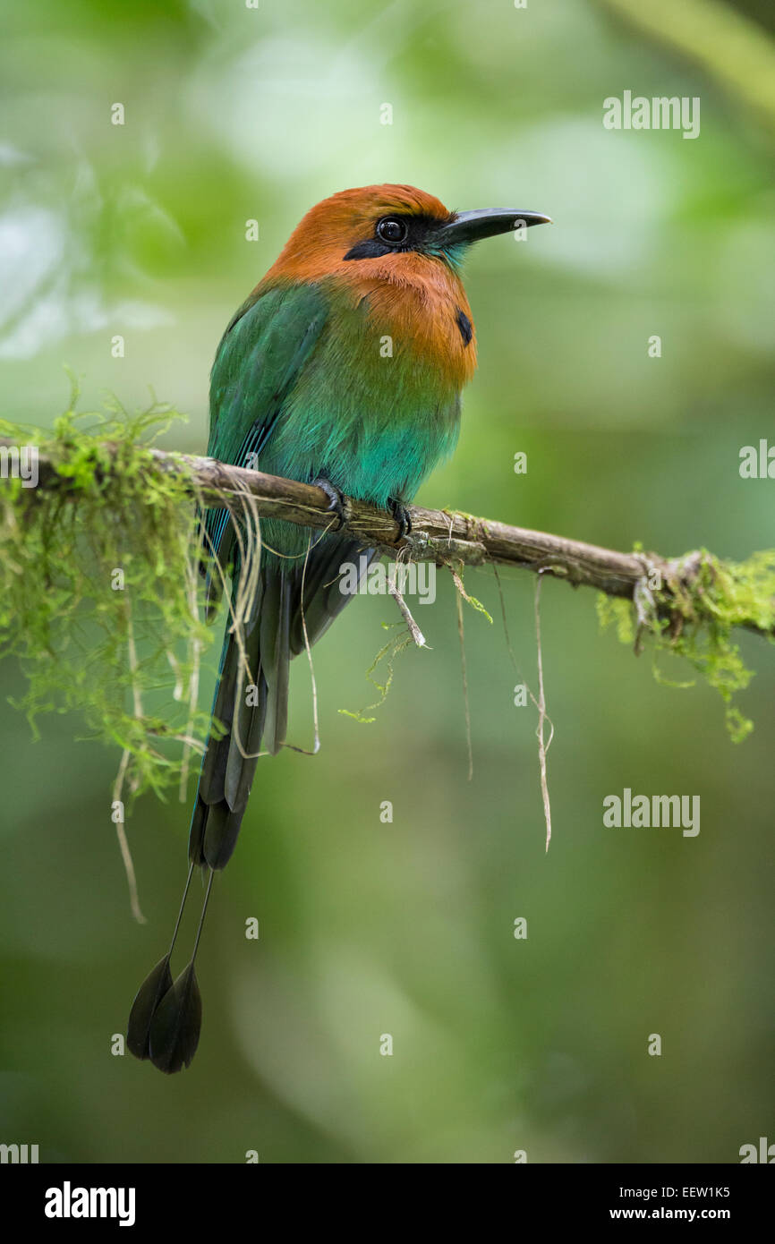 Broad-billed Motmot Electron platyrhynchum perched on moss covered branch Stock Photo