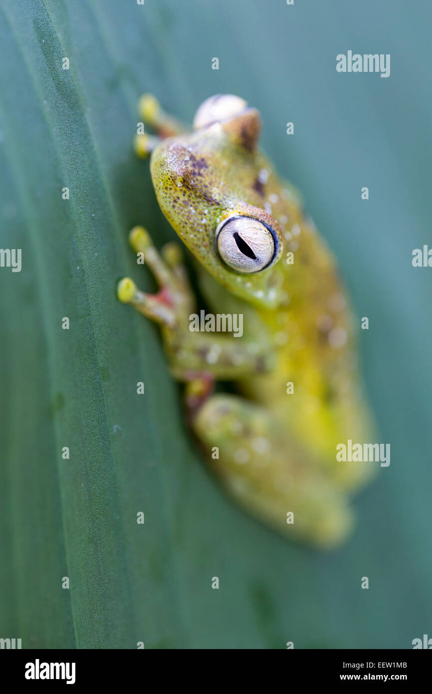 Canal Zone Tree Frog Hypsiboas rufitelus on rainforest leaf near Boca Tapada, Costa Rica, February, 2014. Stock Photo