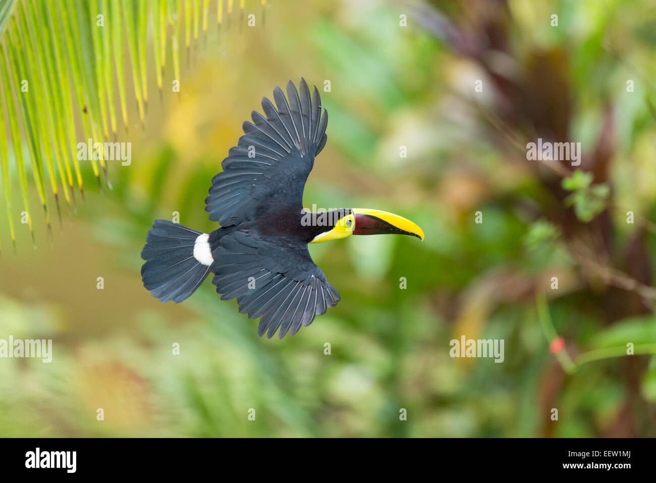 Chestnut-mandibled Toucan Ramphastos ambiguus swainsonii in flight wings outstretched near Boca Tapada, Costa Rica, 2014. Stock Photo