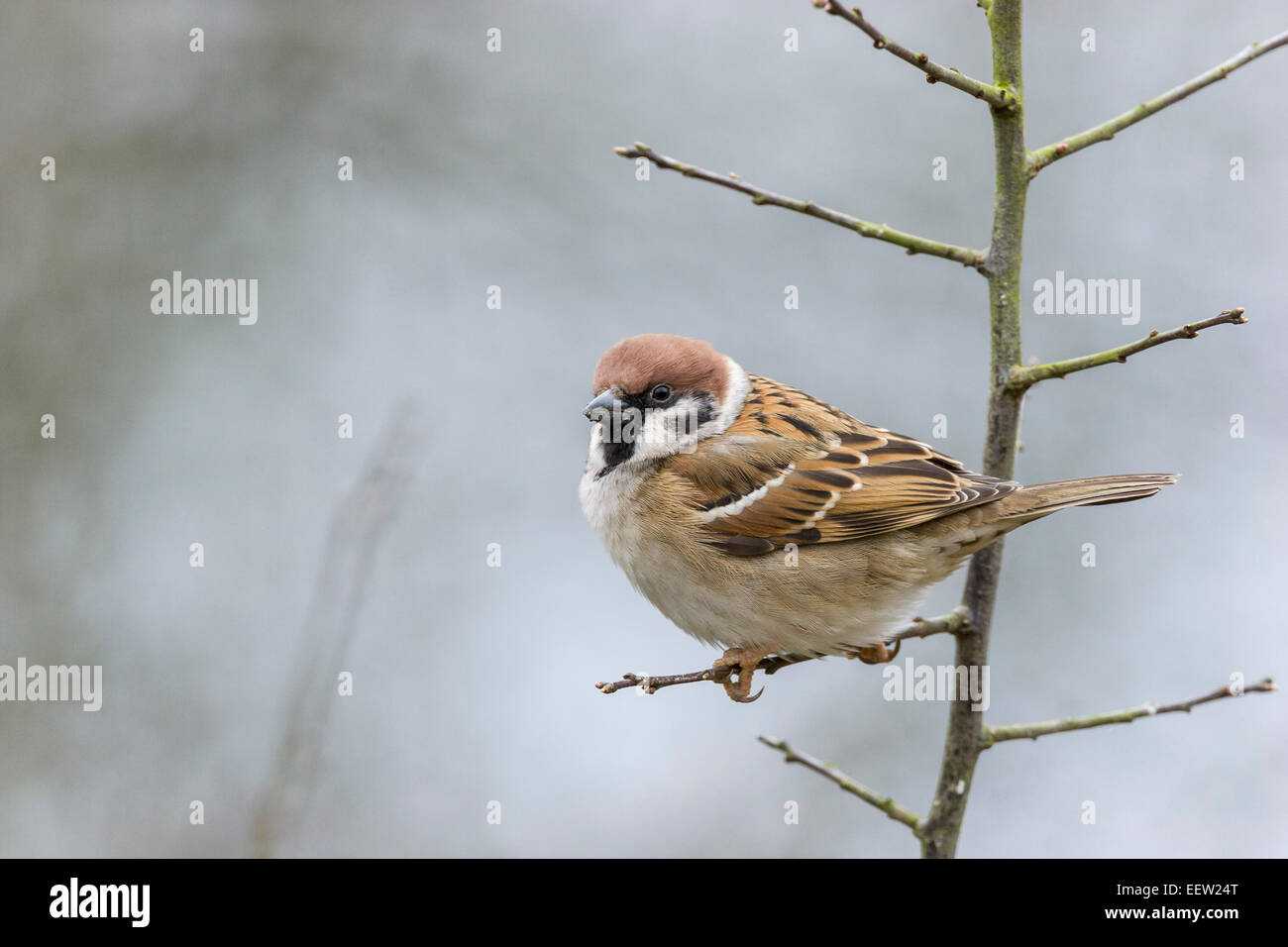 Side profile of Eurasian Tree Sparrow Passer montanus perched on tree Stock Photo
