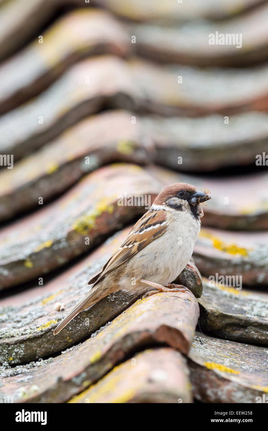 Eurasian Tree Sparrow Passer montanus bringing beak full of food back to nest perched on tiled roof Stock Photo