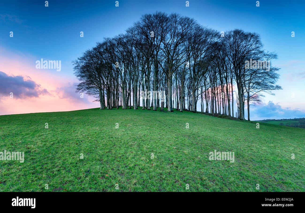 A small copse of Beech trees on a hill near Lifton on the Devon and ...