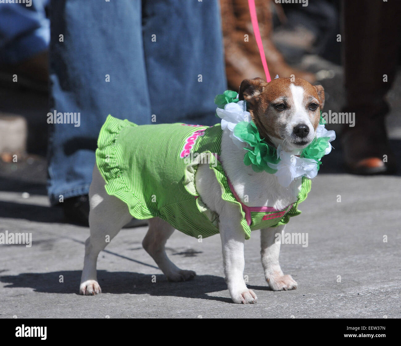 st patricks day parade new haven connecticut