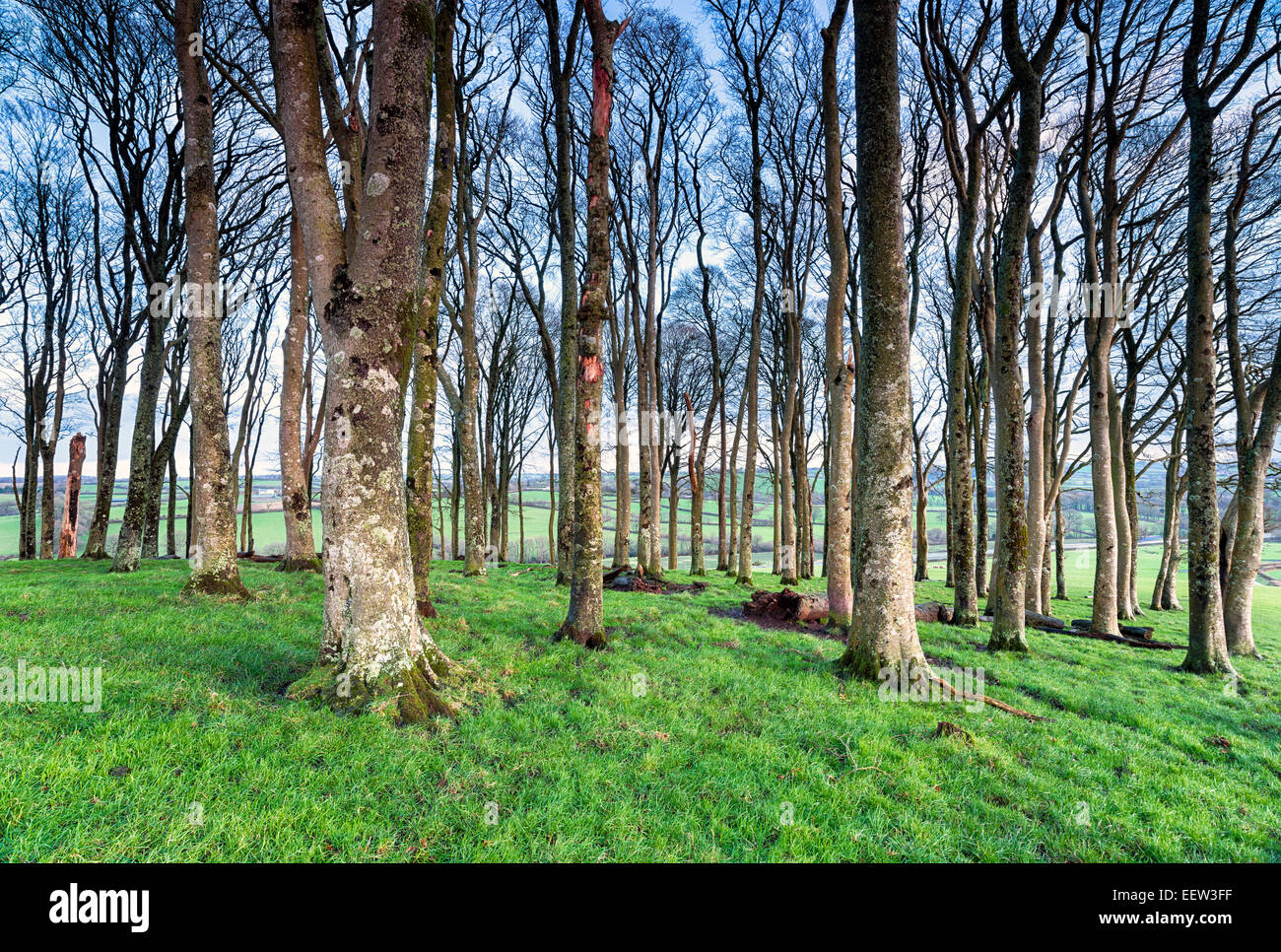A copse of bare winter beech trees near Lifton in devon Stock Photo - Alamy