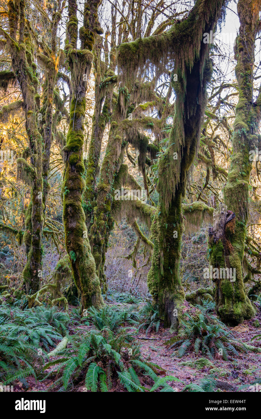 Bigleaf maple or Acer macrophyllum, Hoh rainforest, Olympic National Park, Washington, USA Stock Photo