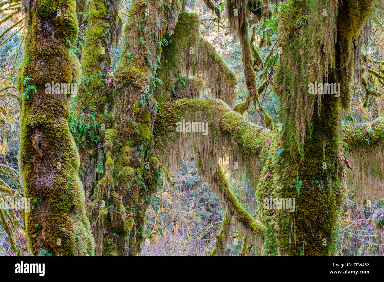 Bigleaf maple or Acer macrophyllum, Hoh rainforest, Olympic National Park, Washington, USA Stock Photo