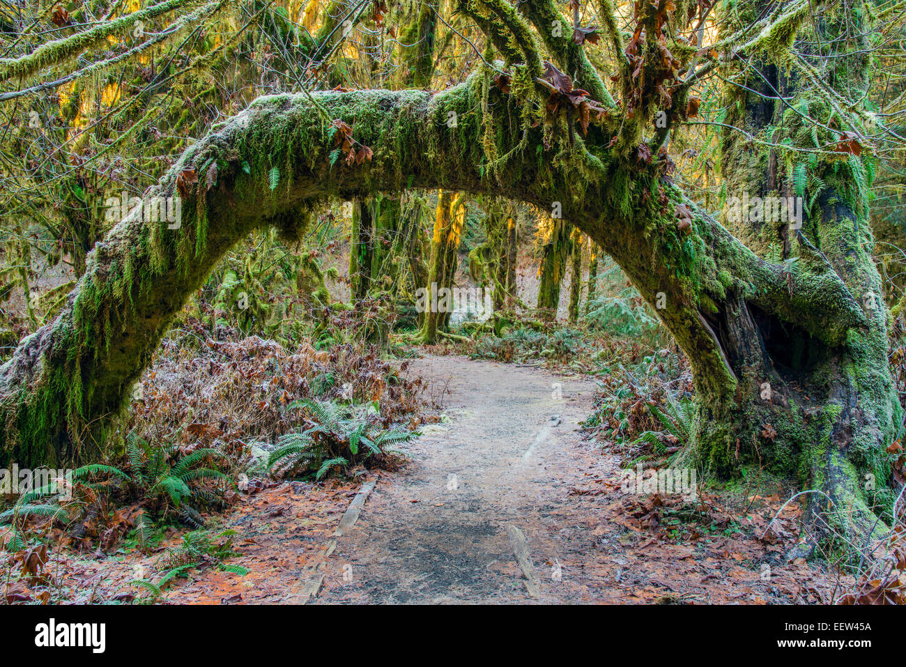 Mosses covered tree, Hoh rainforest, Olympic National Park, Washington, USA Stock Photo
