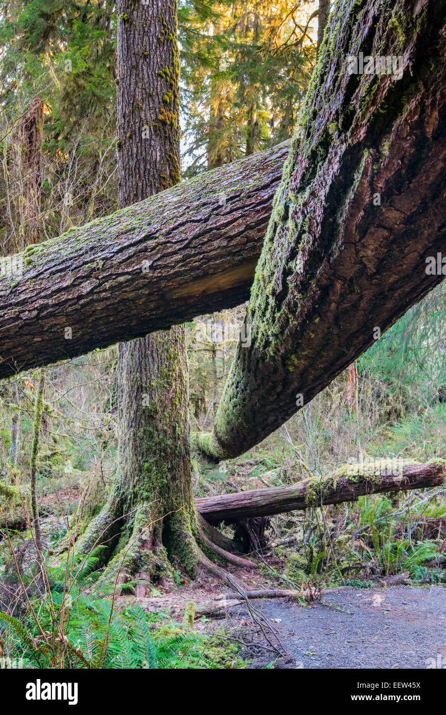 Hoh rainforest, Olympic National Park, Washington, USA Stock Photo