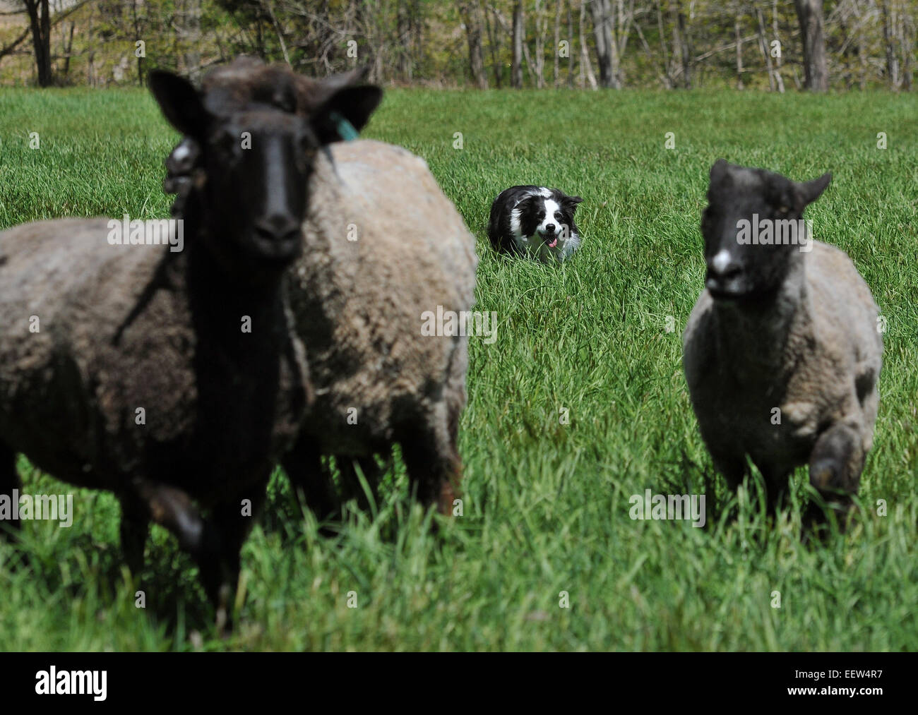 North Guilford, CT USA-- Sheepdogs at work; 'Peig,' 3, rounds up the sheep on the Dragon Fly Farm. Stock Photo