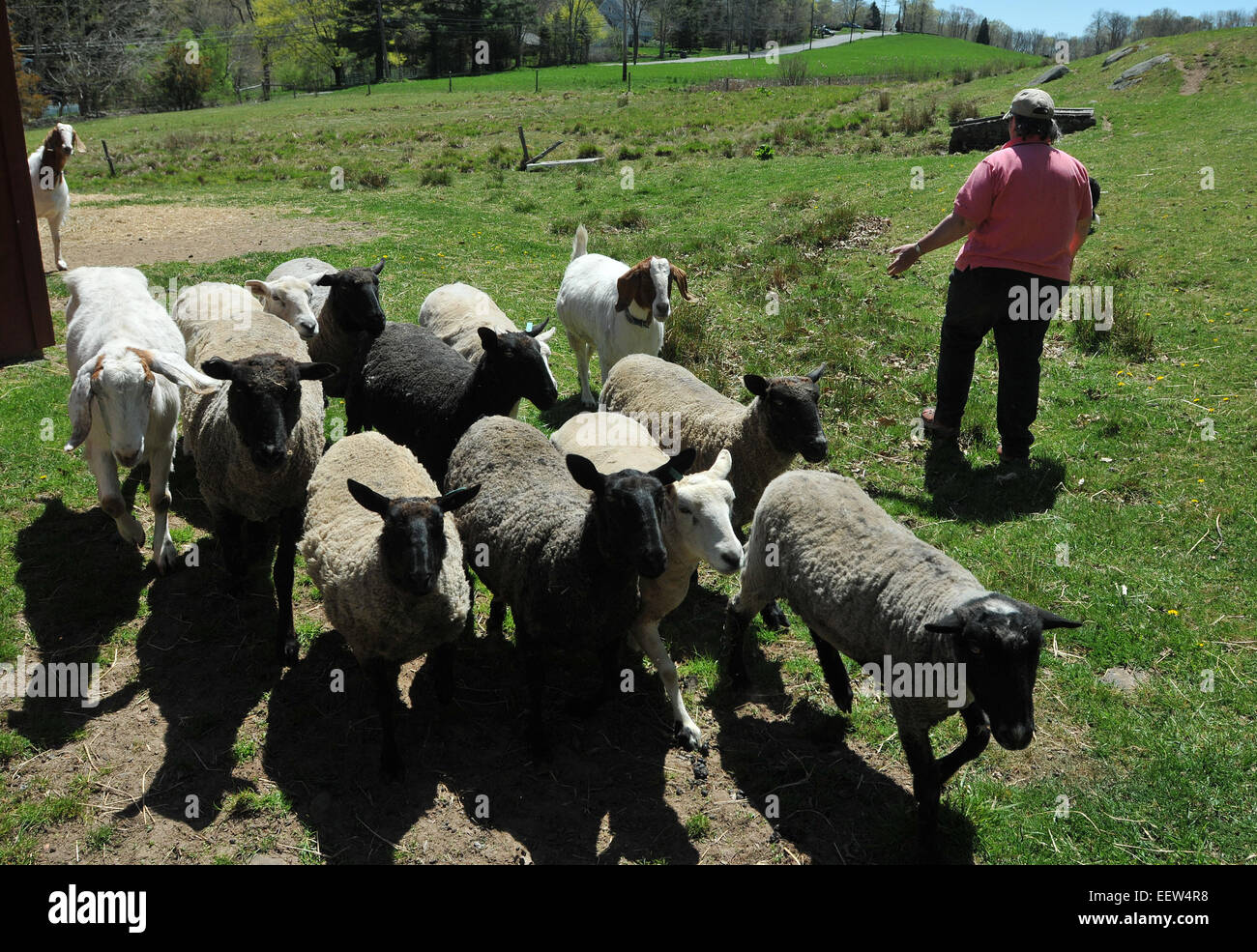 North Guilford, CT USA-- 'Peig,' 3, rounds up the sheep on the Dragon Fly Farm with owner Ellen Black. Stock Photo