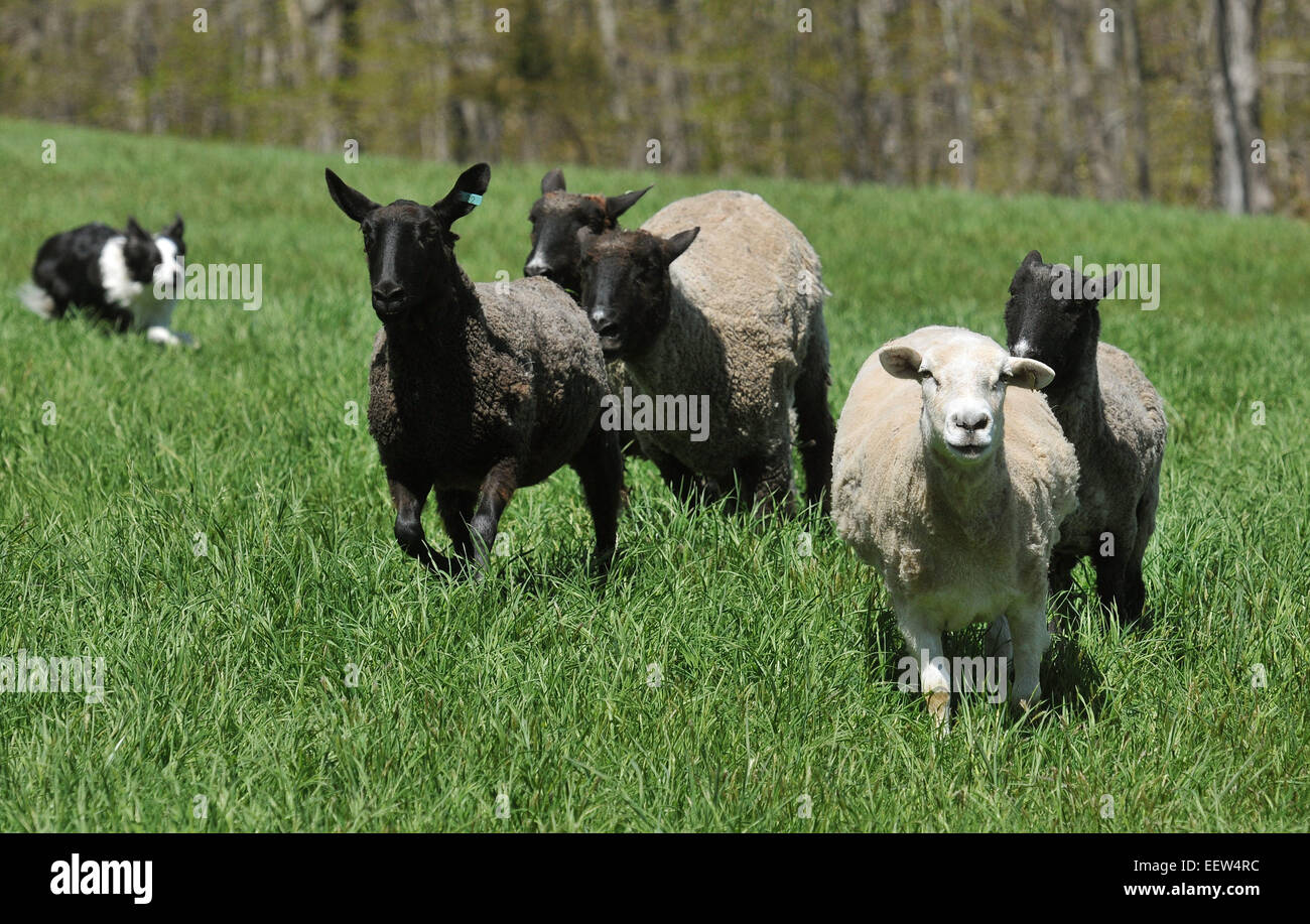 North Guilford, CT USA-- Sheepdogs rounds up the sheep on the Dragon Fly Farm. Stock Photo