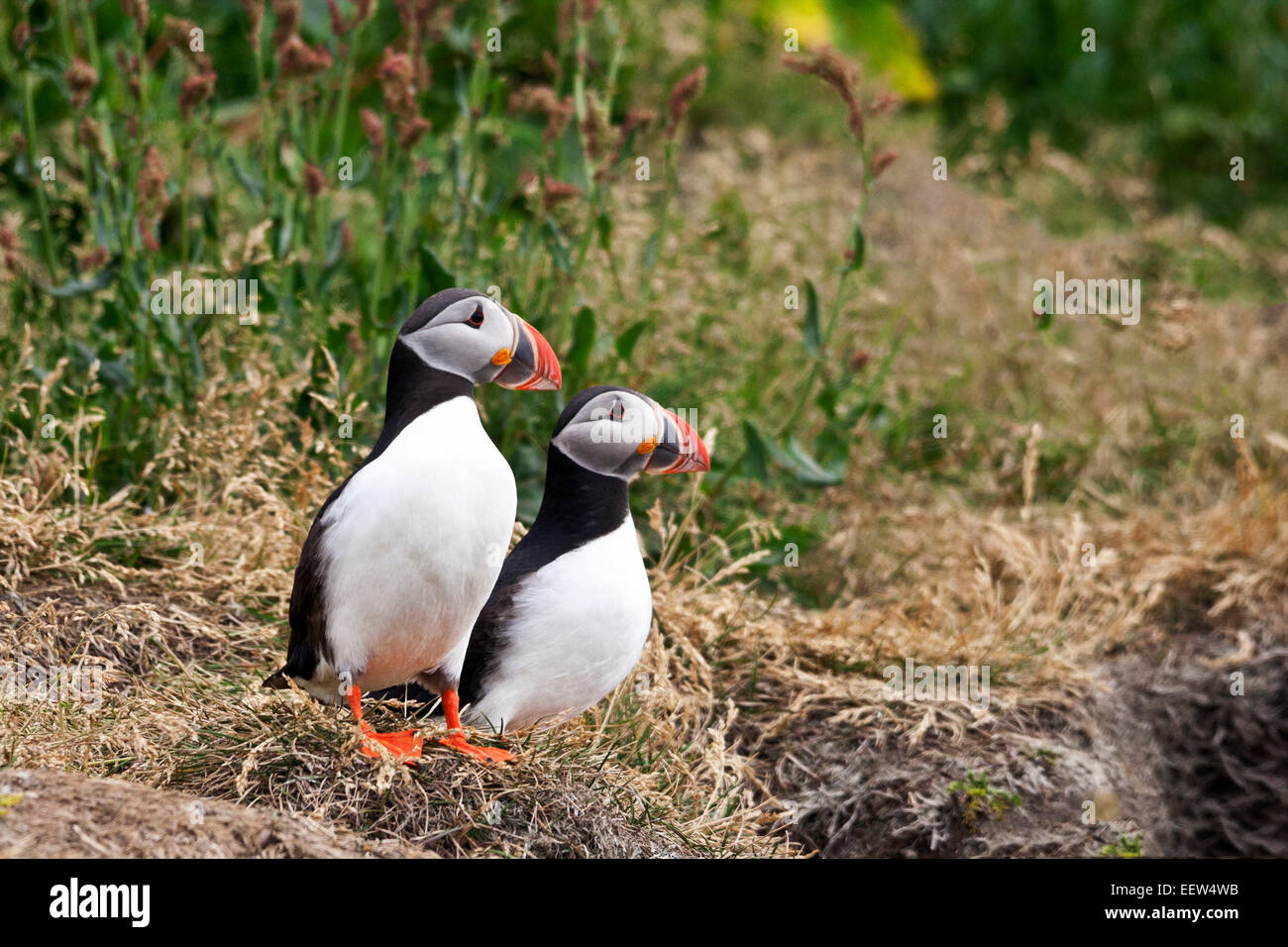 Atlantic puffin pair stands on grassy slope in Iceland near Dyrholaey.  Bright colors of beaks visible. Stock Photo