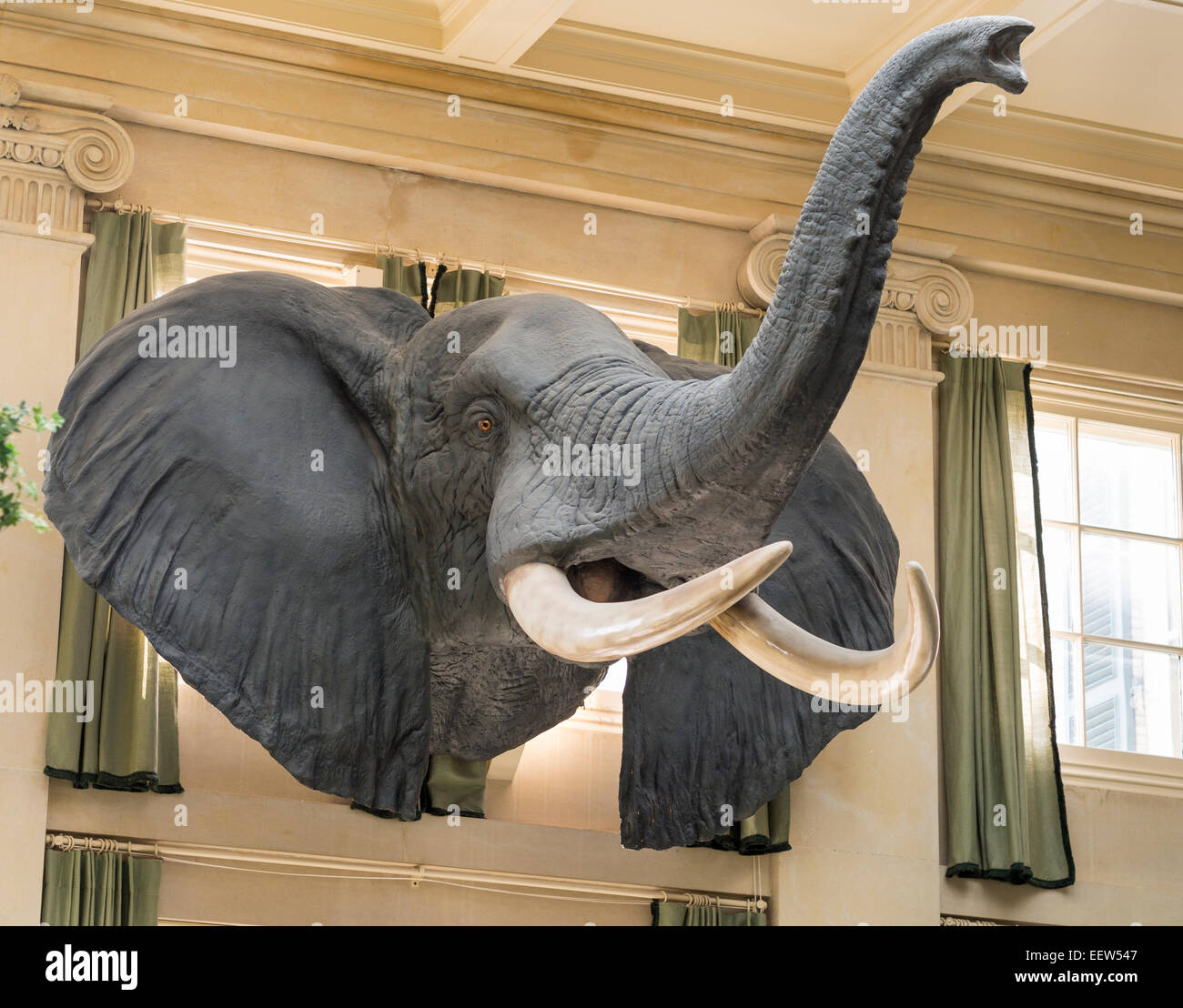 Elephant Head in the Conservatory. A replica of the Elephant head killed by George Eastman in 1926. Stock Photo