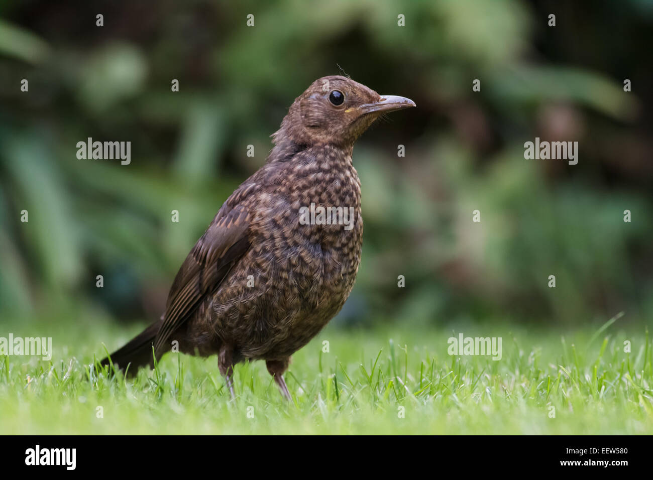 A female Blackbird. Stock Photo