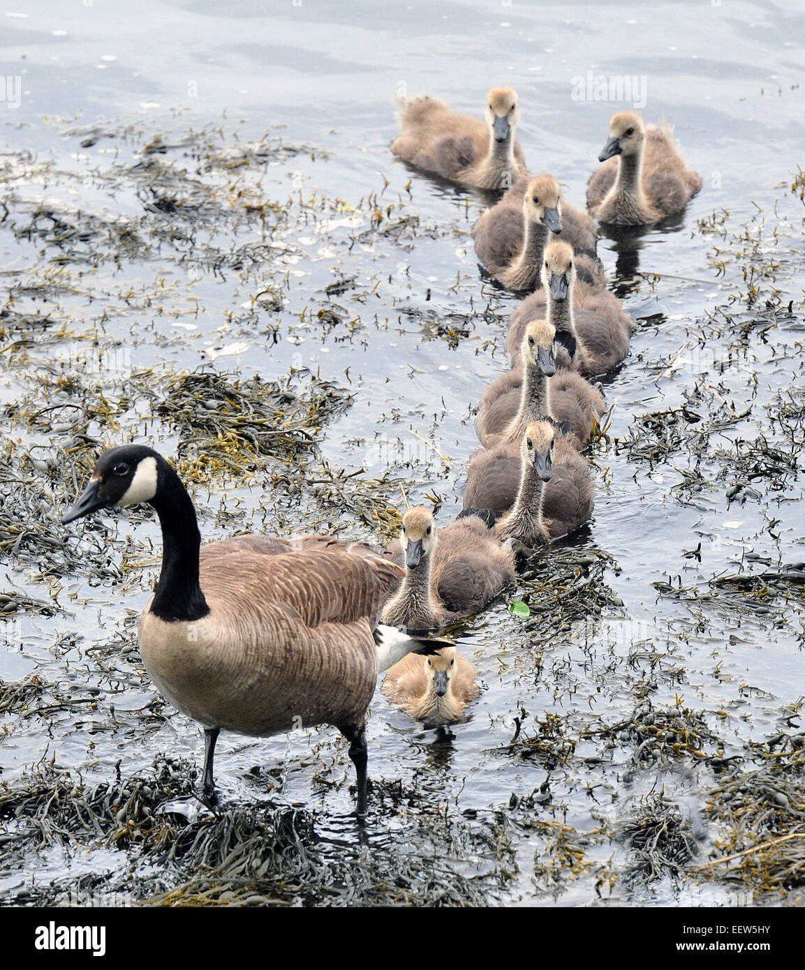 Branford CT USA A Canadian goose leads her gosling out of the water at Parker Park near Branford Point early Wednesday afternoon Stock Photo Alamy