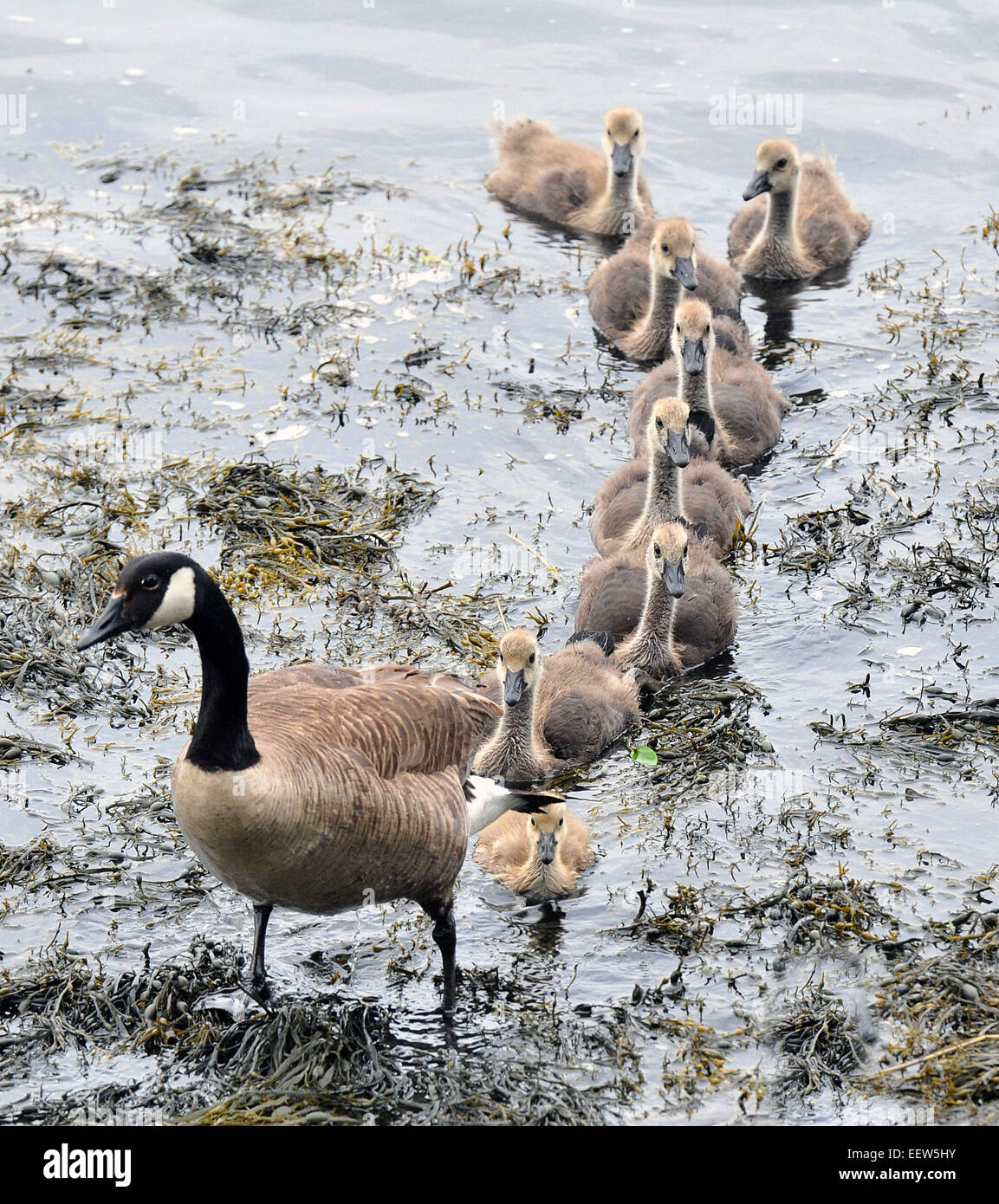 Branford CT USA-- A Canadian goose leads her gosling out of the water at Parker Park near Branford Point early Wednesday afternoon. Stock Photo