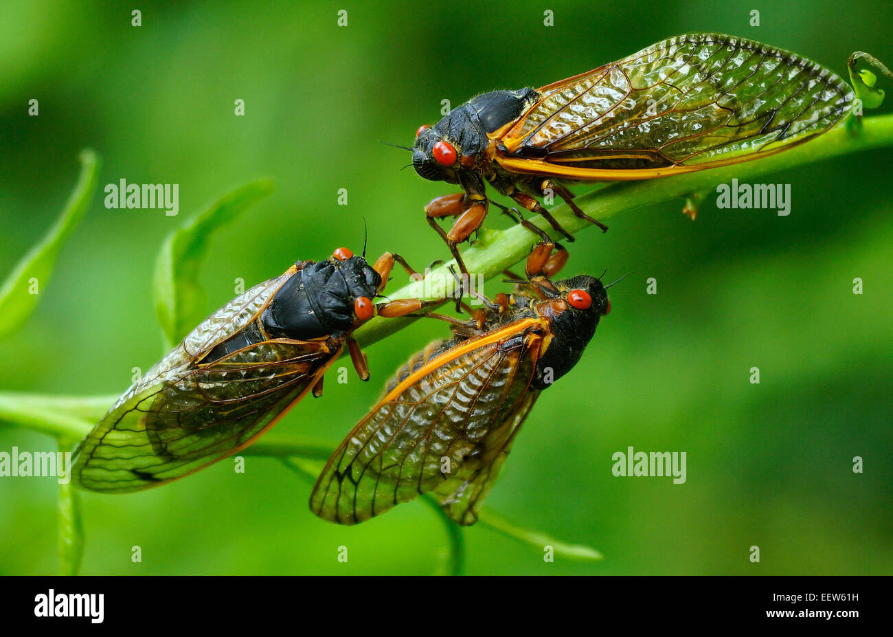 CT USA— June 18, 2013. Three Cicadas gather together on a branch along Driftwood Lane in North Branford, where a colony of Millions of the insects emerged from their 17-year slumber to mate and start the cycle over again. Stock Photo