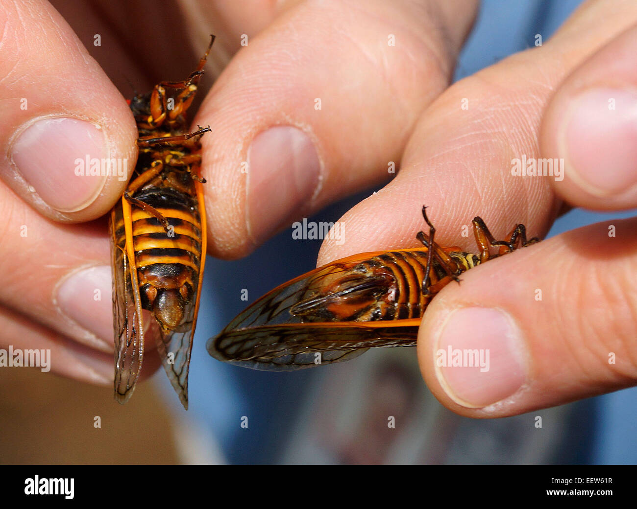 Branford CT USA June 18, 2013.  Lawrence Gall, Ph.D., of the Yale Peabody Museum, looks at two Cicadas, a male and female, along Driftwood Lane in North Branford. A colony of millions of the insects emerged from their 17-year slumber to mate and start the cycle over again. Stock Photo