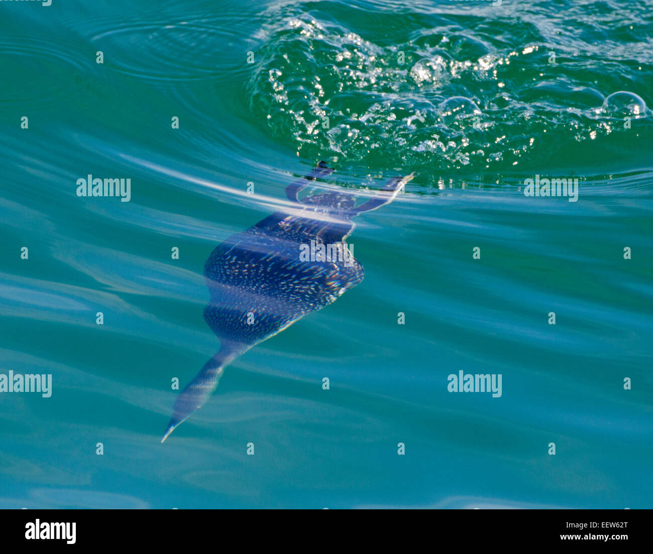Red throated Loon Diving Underwater Stock Photo Alamy