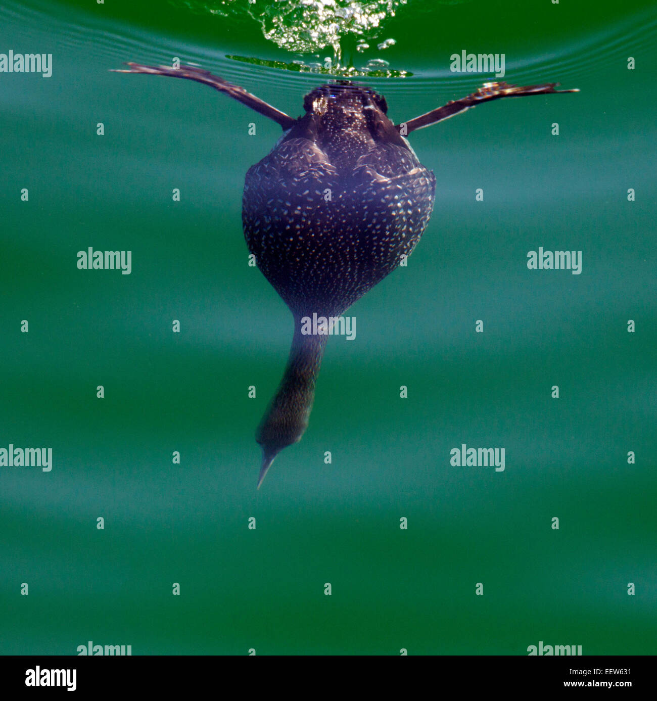 Loon diving hires stock photography and images Alamy
