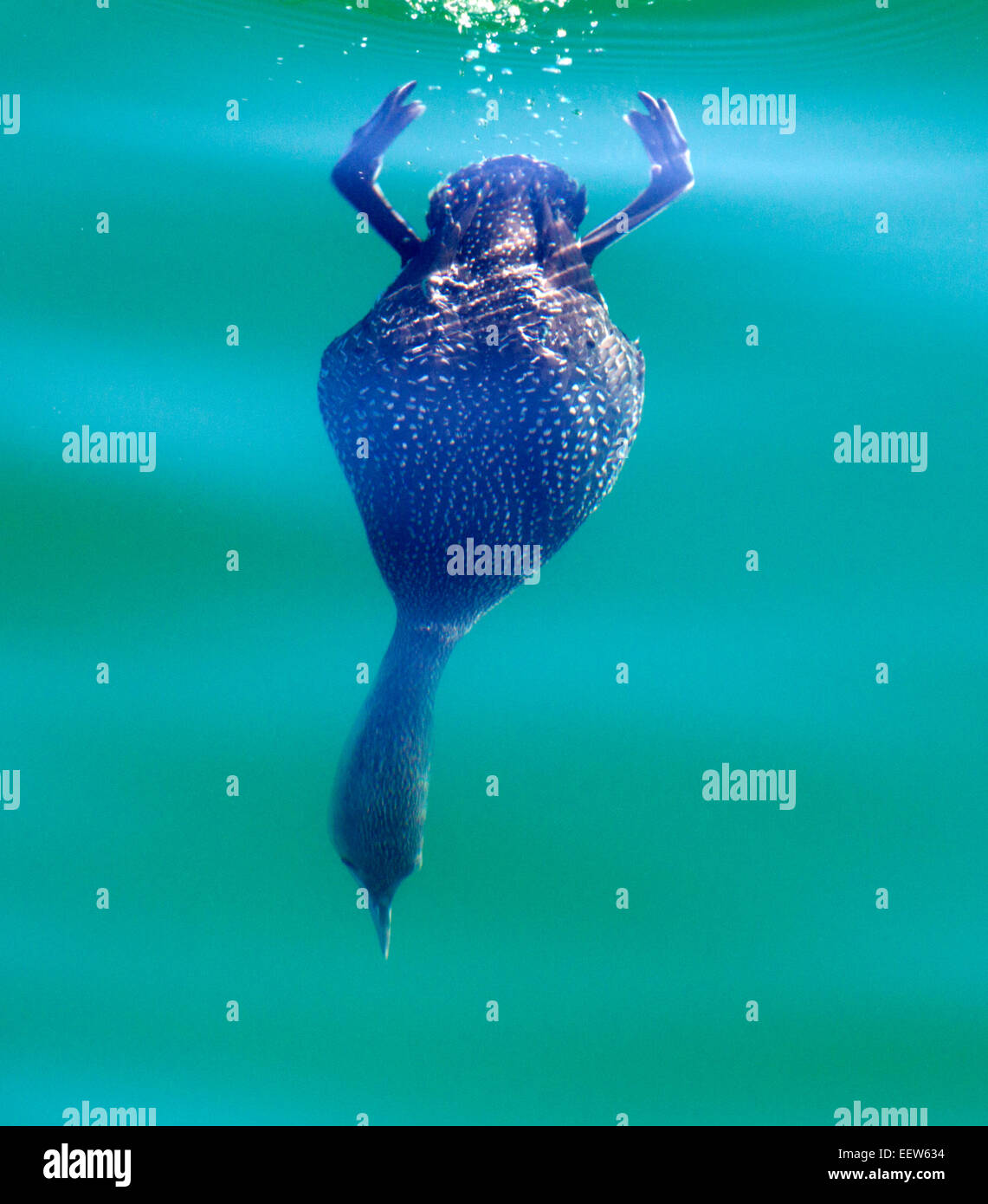 Red throated Loon Diving Underwater Stock Photo Alamy