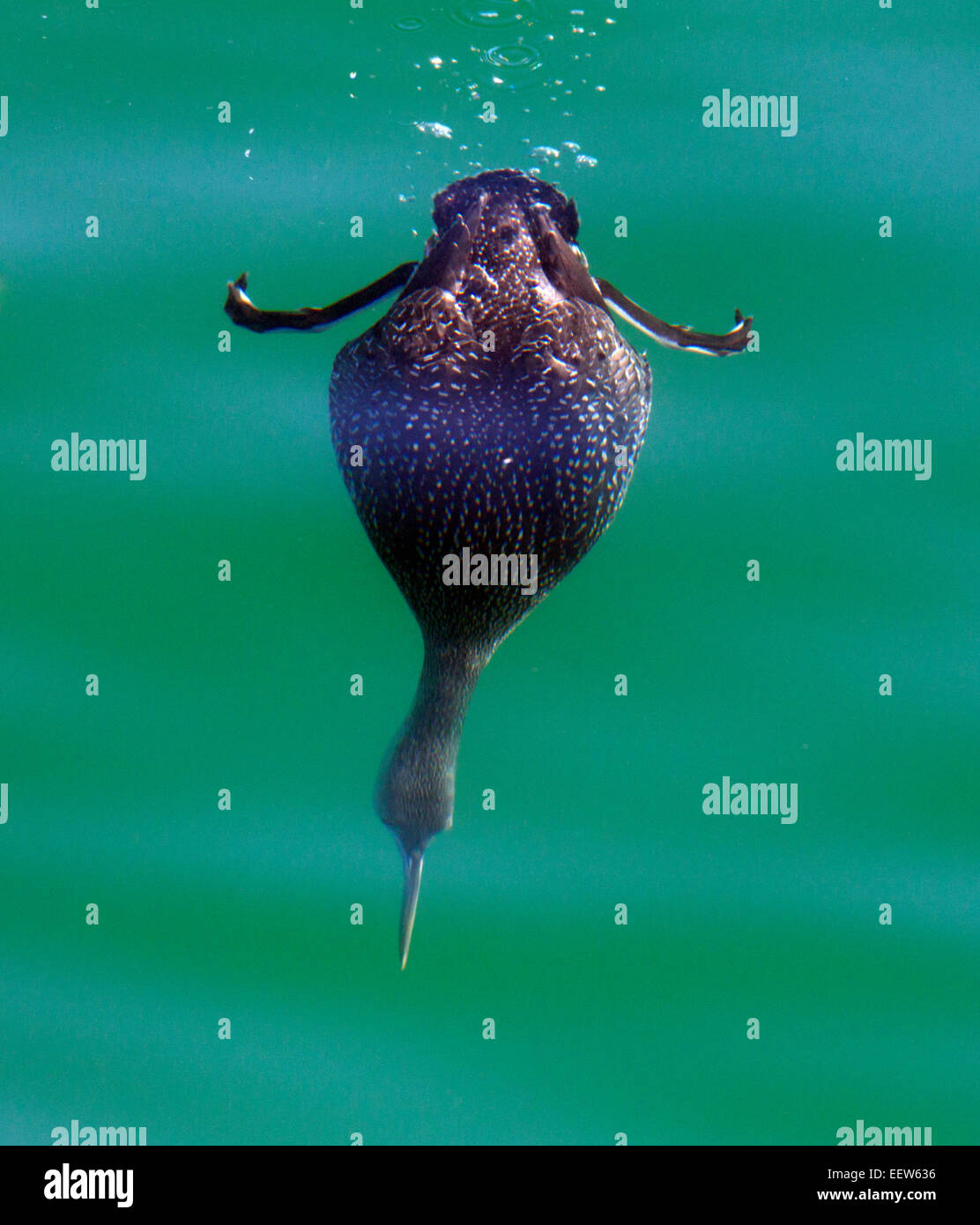 Red throated Loon Diving Underwater Stock Photo Alamy