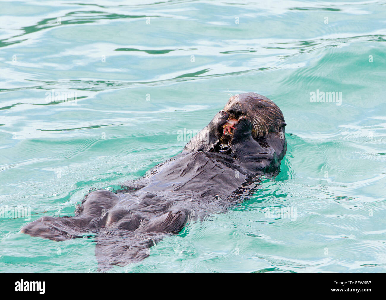 Sea Otter Eating a Crab Stock Photo - Alamy