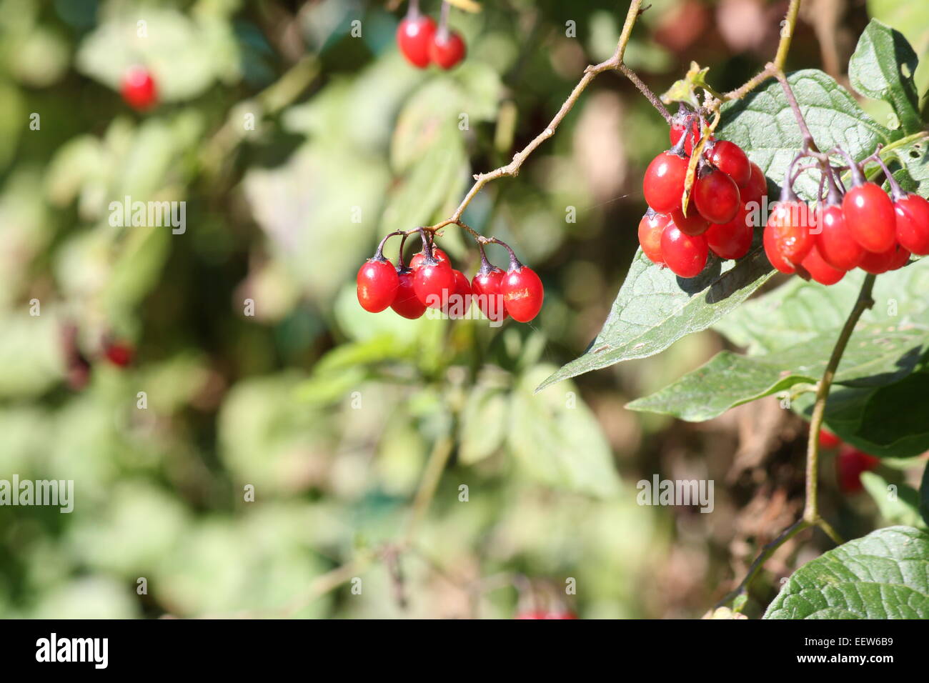 Red berries of a Nightshade vine, clinging to a small chain-link fence. Stock Photo