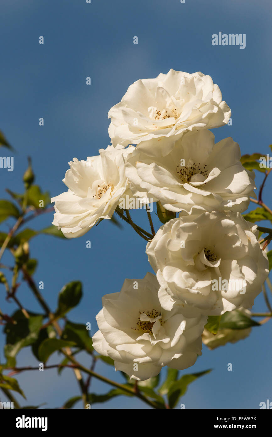 bunch of white roses against blue sky Stock Photo - Alamy