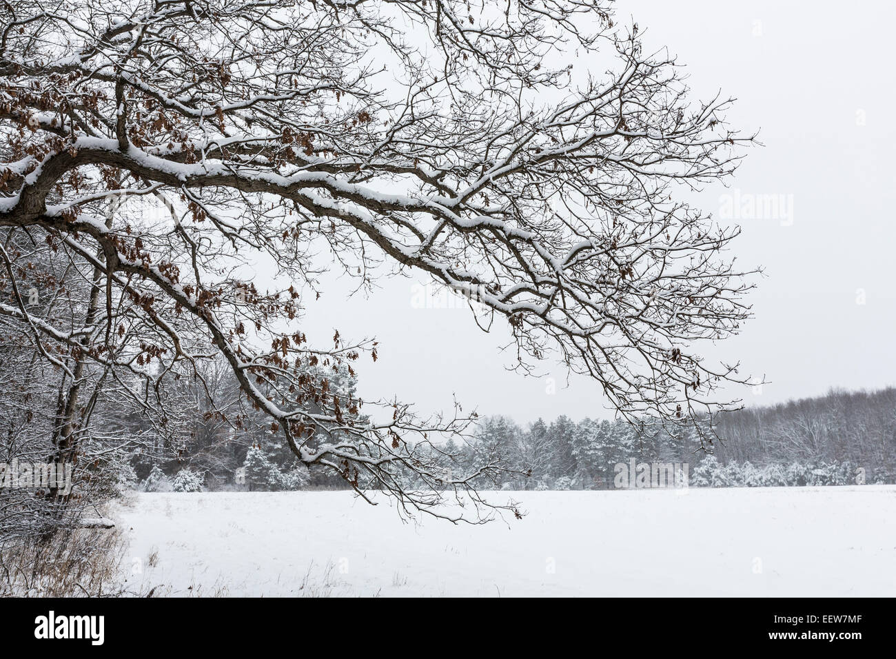 White Oak, Quercus alba, in winter at the edge of a farm field in