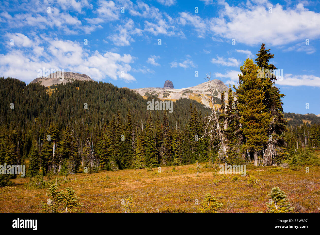 Boreal forest and Black Tusk in the distance, Garibaldi Provincial Park, BC, Canada Stock Photo
