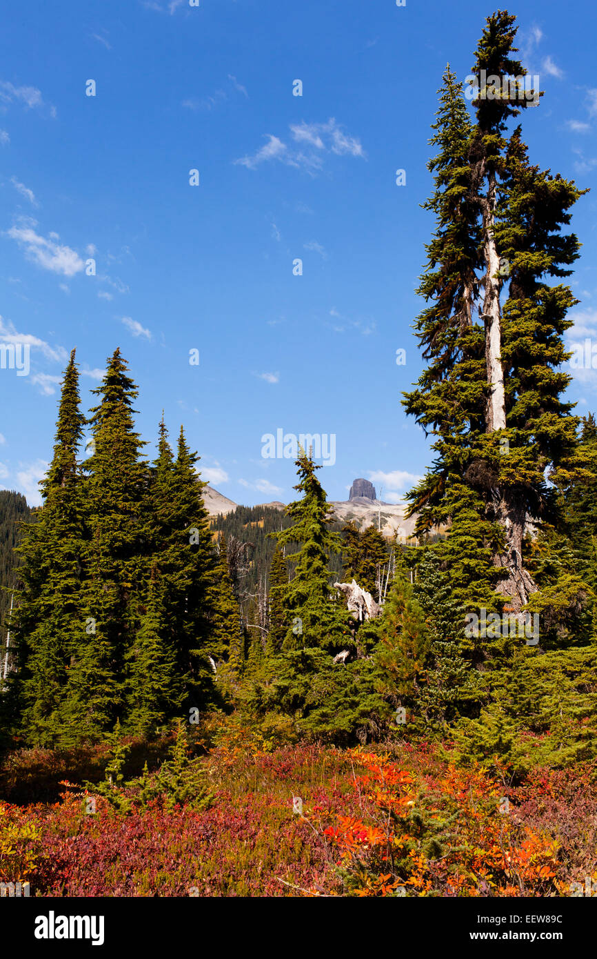 Boreal forest and Black Tusk in the distance, Garibaldi Provincial Park, Canada Stock Photo